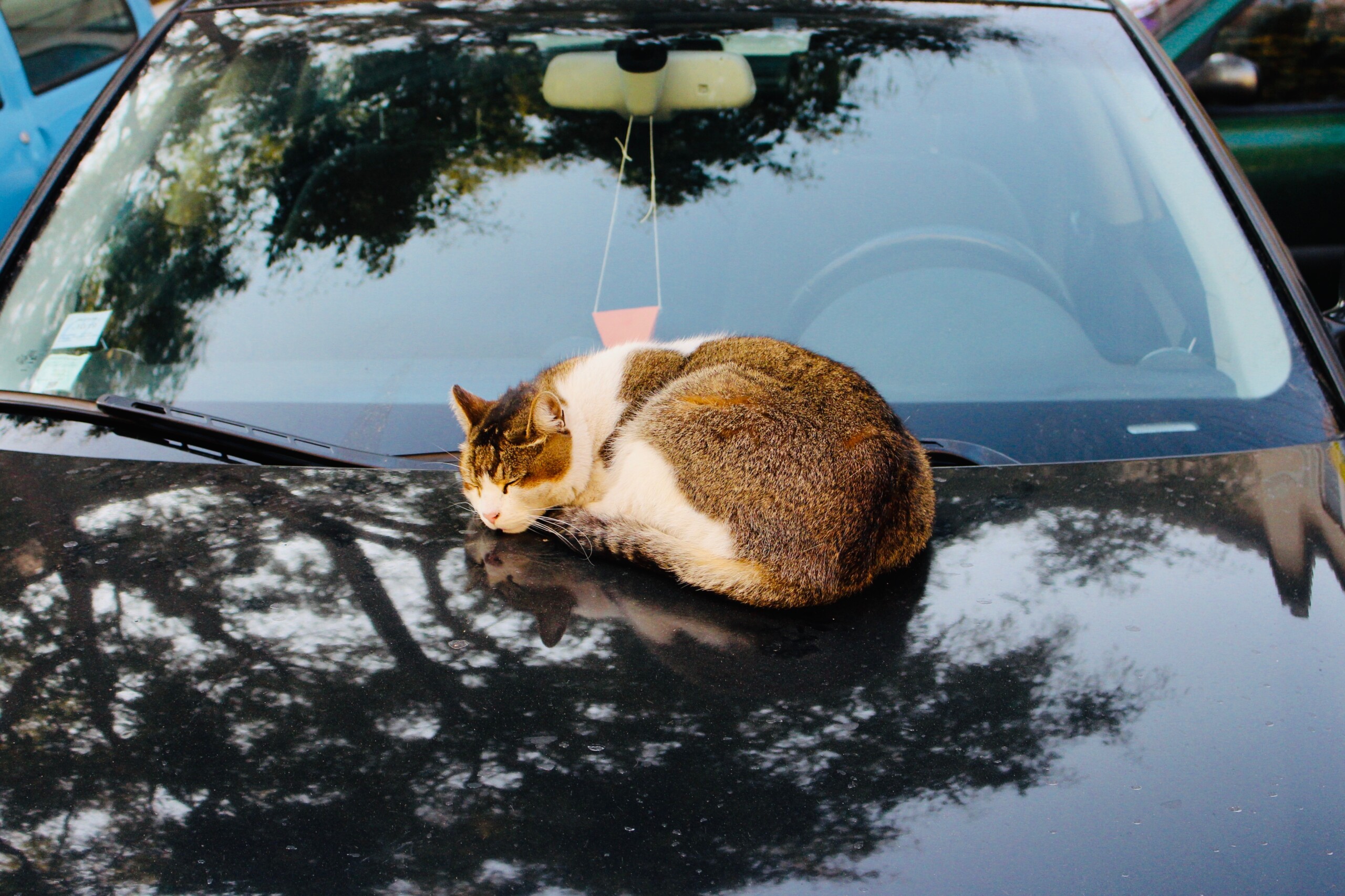 Включи кот машина. Кошка на такси. За рулем. Дальнобойщик за рулем.