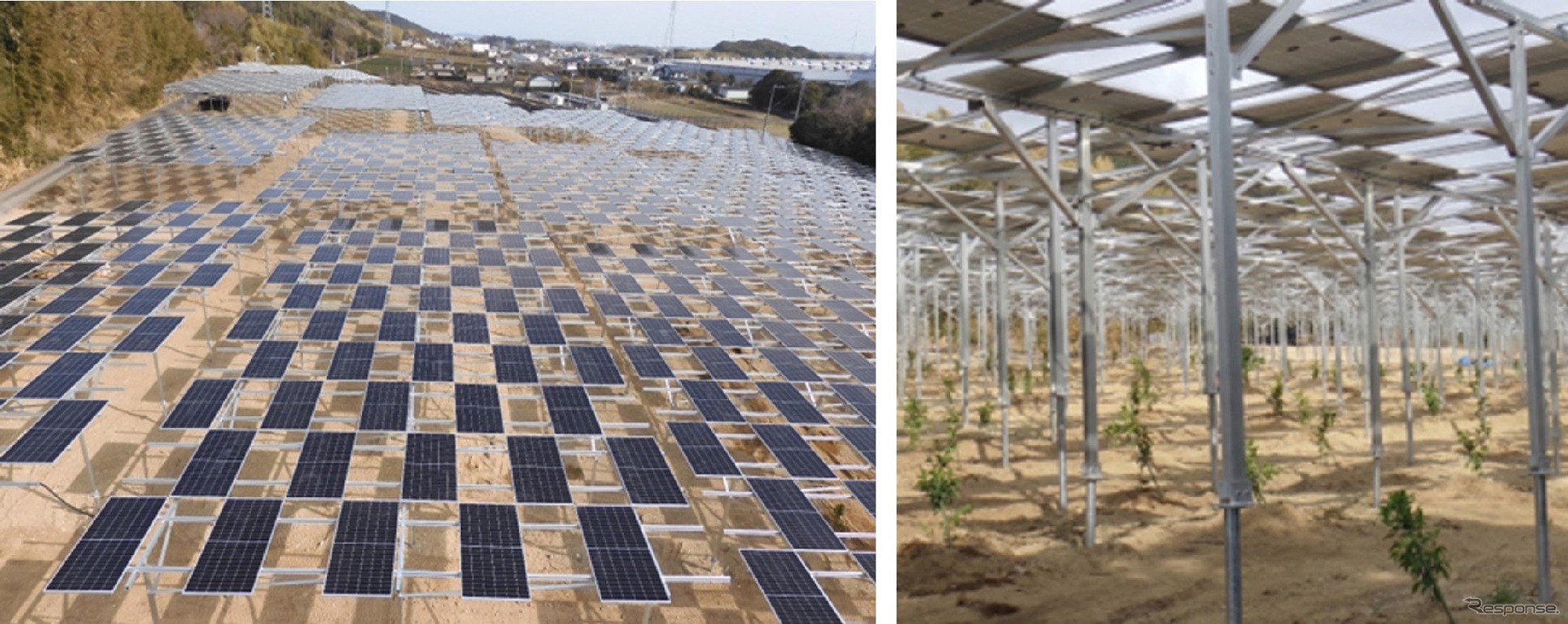 NOK впервые покупает «зелёную» энергию с лимонной фермы под солнечными панелями